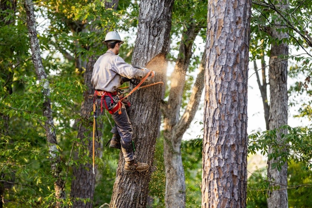 Rapid Response Tree Rescue: Emergency Tree Removal Experts in Hamburg You Can Rely On